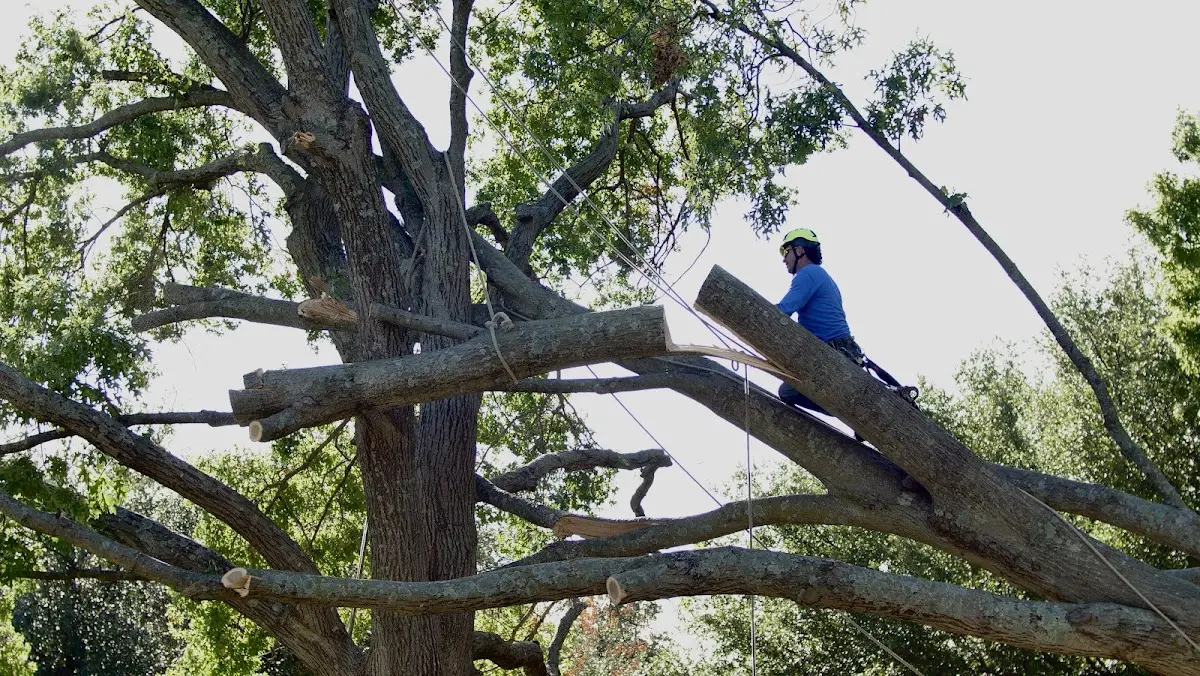 Professional Hazardous Tree Removal performed by certified arborists in Daphne